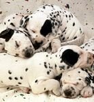 pic for Dalmatian Puppies